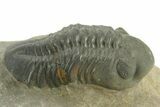 Detailed Reedops Trilobite - Atchana, Morocco #376980-1